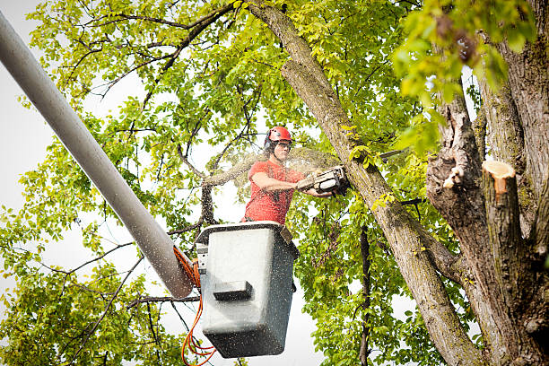 The Steps Involved in Our Tree Care Process in Wauwatosa, WI